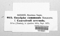 Erysiphe cruciferarum image